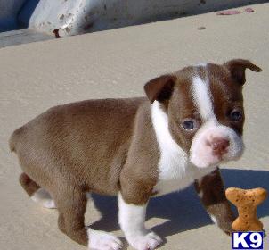 Boston Terrier Puppies for Sale